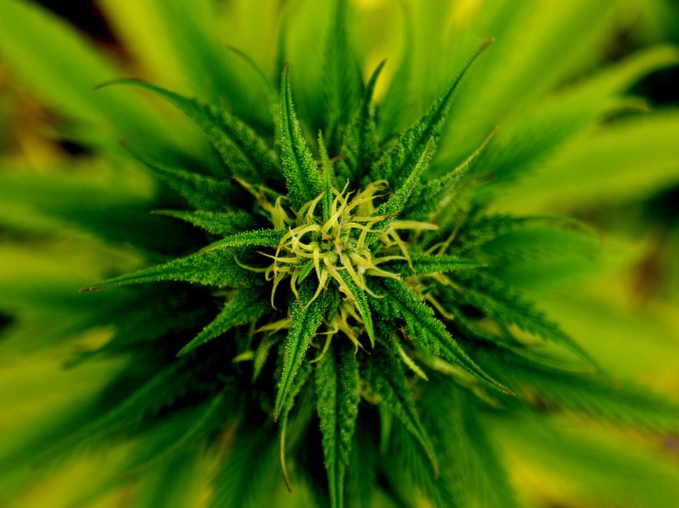 Essays On Legalizing Weed