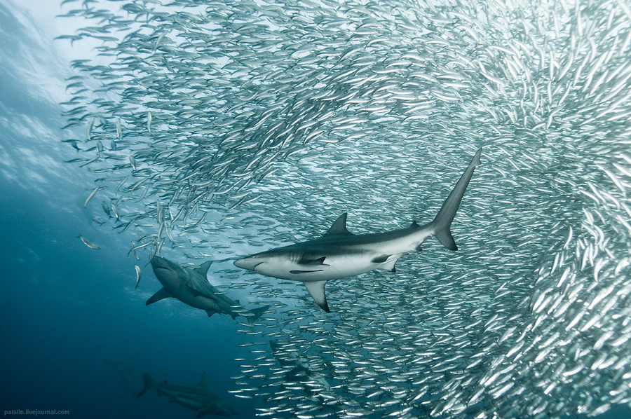 Facts About Sharks Facts About Sharks