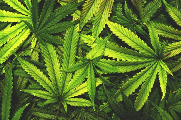 marijuana essay topics