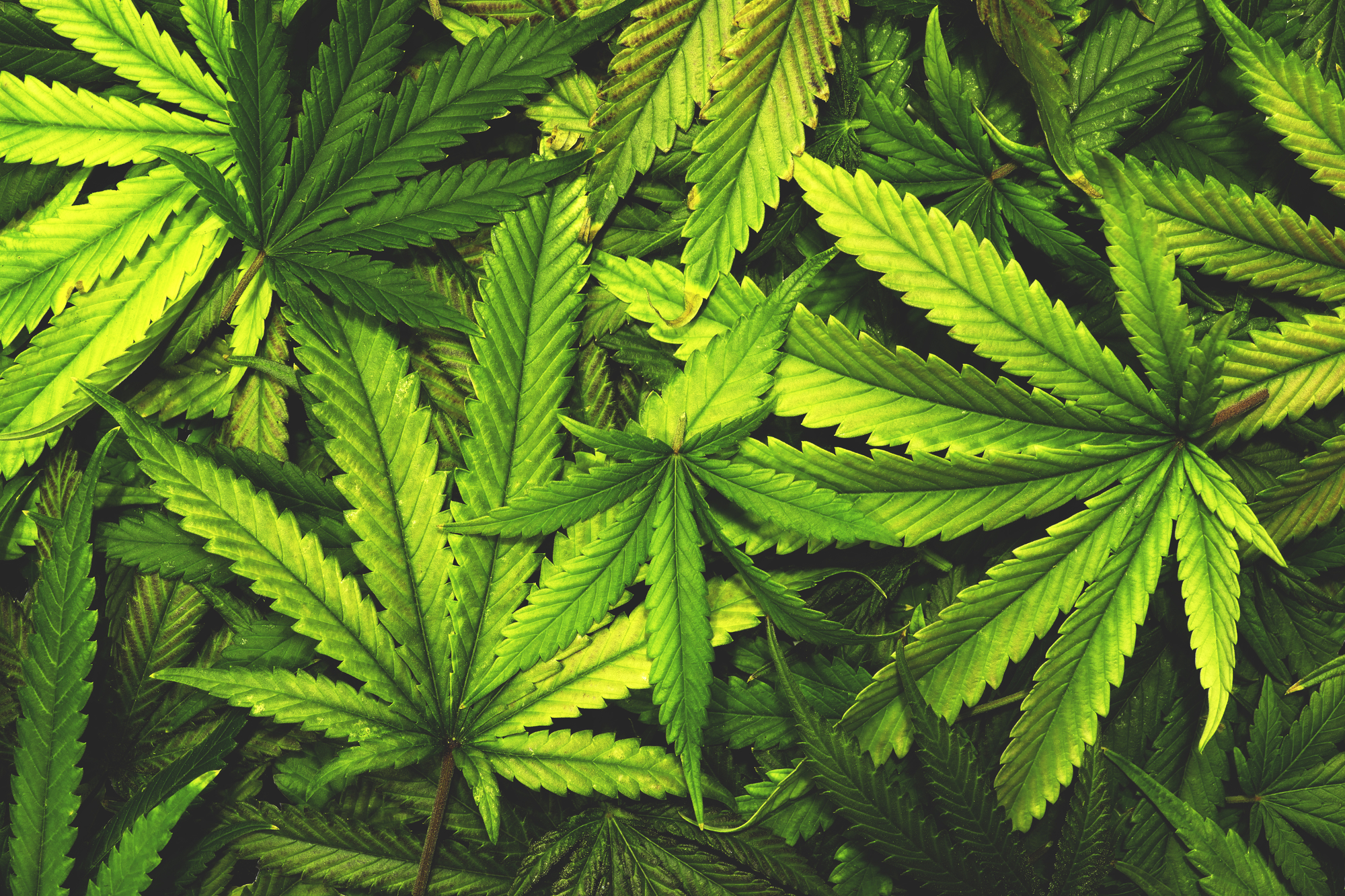 Реферат: Issues On Legalization Of Marijuana Essay Research