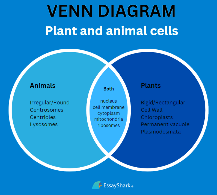 Venn diagram