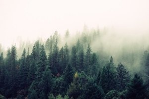 Research Paper on Deforestation
