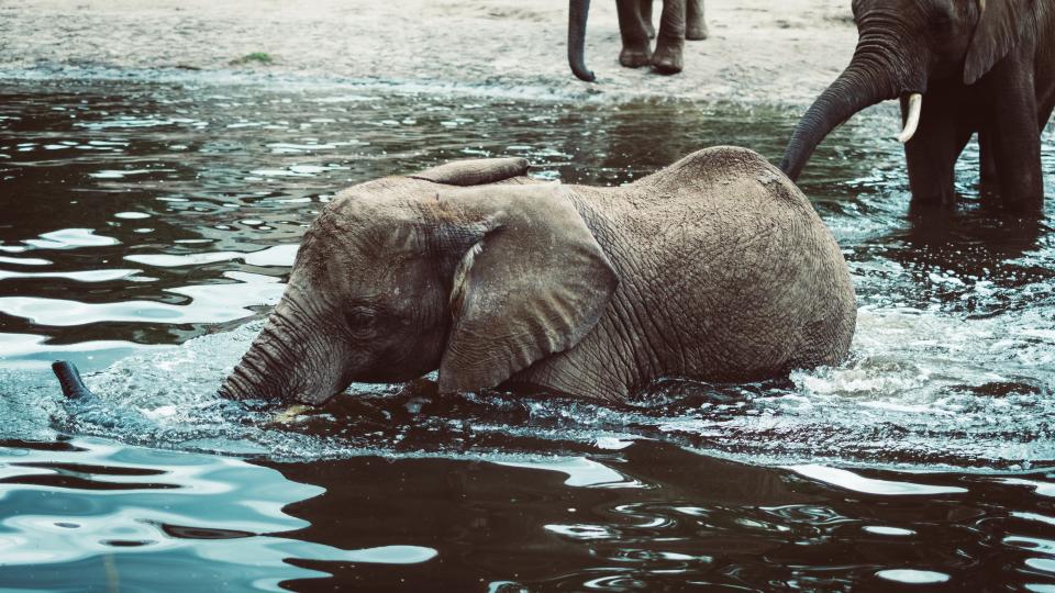 Paper Topics for Hills Like White Elephants