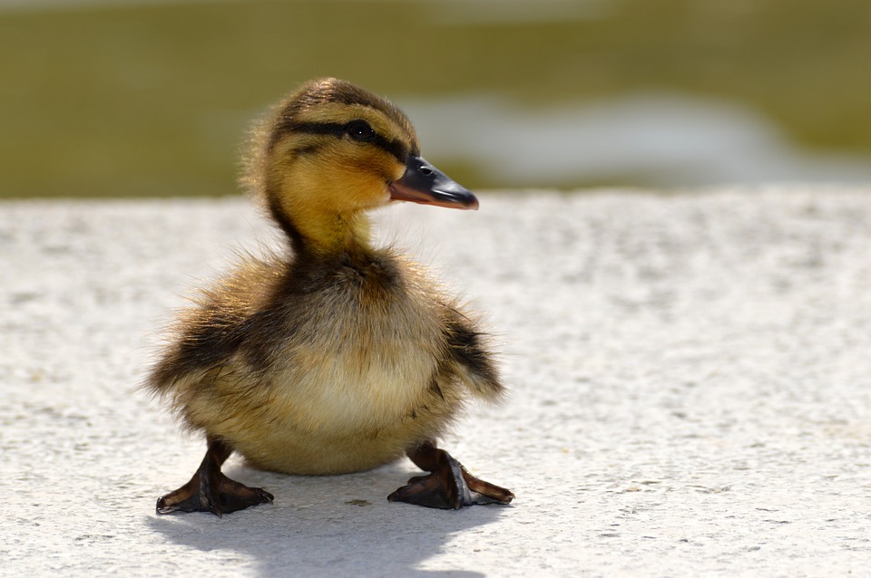 Argumentative Essay Sample About The Ugly Duckling