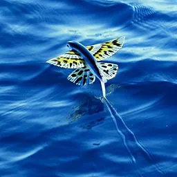 Flying_fish Avatar