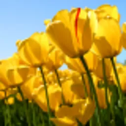 Jayson Avatar
