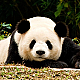 EngrDylan Avatar