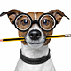profpoochie Avatar